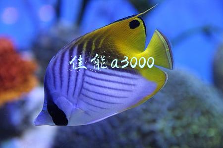 佳能a3000