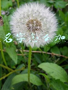 微信名字怎么加表情符号(个性表情网名符号分享)