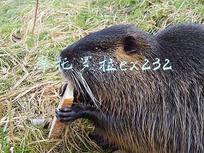 摩托罗拉ex232手机(摩托罗拉Defy 2021配置曝光：搭载骁龙662的三防手机)