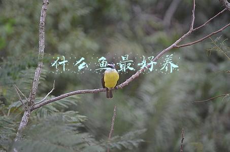 什么鱼最好养最皮实(精心挑选6种最容易饲养的观赏鱼，奉献给鱼友，说错了我就罚酒喝)
