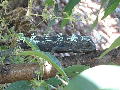 乌克兰男女比例