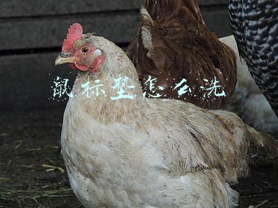 鼠标垫怎么洗
