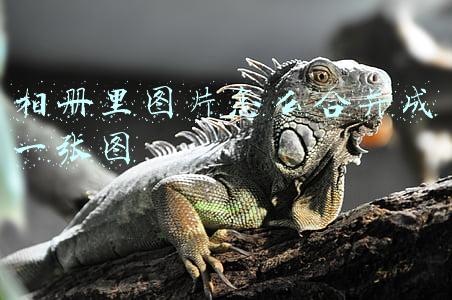 相册里图片怎么合并成一张图下载什么软件(怎样把几张照片“弄成一张图片”，可使用小程序来完成，很简单)