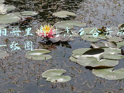 vivo手机相册里图片怎么合并成一张图(如果你用的是vivo，这6种截图方法最少要知道4种，不然手机白买了)