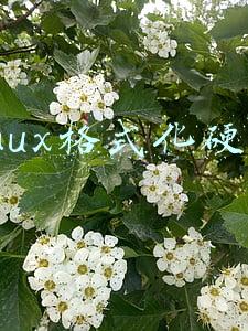 linux格式化硬盘为ntfs(如何通过NTFS for Mac 15格式化连接的移动磁盘)
