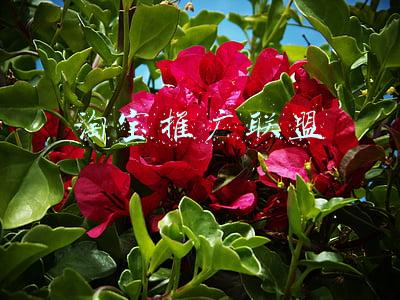 淘宝推广联盟诈骗(想保信息、财产平安？套路越来越深的“反催收联盟”诈骗切勿轻信)