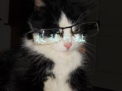 投稿网址打不开(干货：各大小说网站分析，教你如何快速投稿)