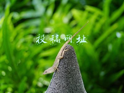 投稿网址突然登陆不上(评职称注意！这些论文刊物不予通过)