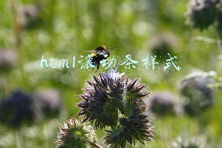 html滚动条样式