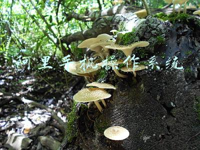 阿里手机操作系统