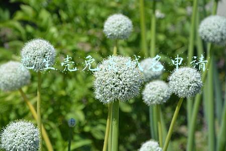 花生壳域名注册(小白使用黑群晖分享！使用花生壳域名解析轻松打造黑群晖服务中心)