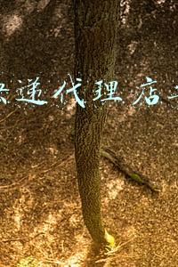 申请快递代理点需要什么条件《开办快递代理点需要什么条件》