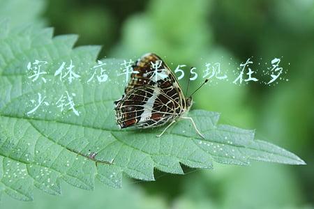 苹果5s卖给手机店能卖多少钱；苹果5s可以卖多少钱