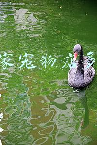 宠物店价格表（宠物店价格）