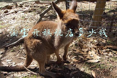 淘宝店多少钱(开个淘宝店多少钱)