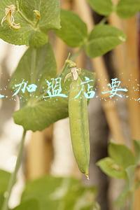 麦立美汉堡加盟多少钱：麦立美加盟需要多少钱