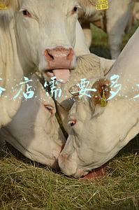 开卫浴店需要多少钱;开一家卫浴店需要多少钱