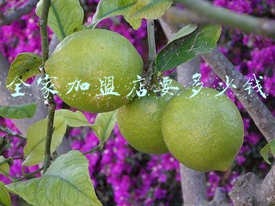 全家集便利店加盟;全家集便利店加盟费多少钱