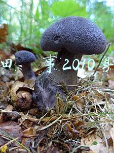 花田囍事2010粤语