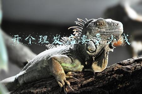 开一家理发店需要多少钱（开家理发店需要多少钱）