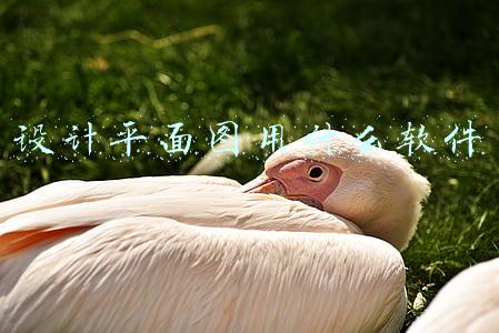 学校平面图设计软件(推荐7个适合设计小白学的平面设计软件)