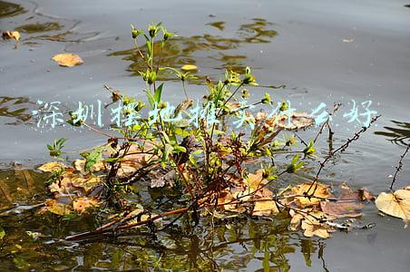 深圳摆地摊的地方(周末去哪儿 | 深圳也能赶集？12月市集指南来了)
