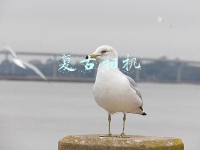 复古相机品牌(2021年最受欢迎的13个顶级相机品牌)