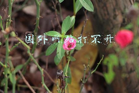 国外网站打不开