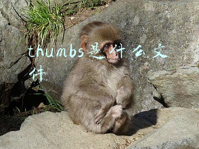 thumbs是什么文件为什么删除不掉(小材大用！用好Windows 10文件缩略图)