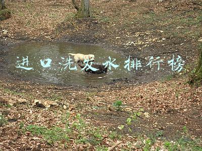 进口洗发水排行榜前10名(全球口碑最好的洗发水，全球超好用的十大洗发水盘点)