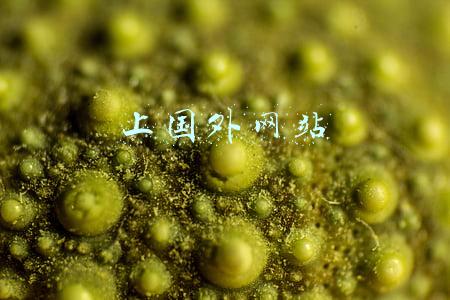 上国外网站用电信还是联通(外贸服务器 外贸建站用哪个地方服务器？)