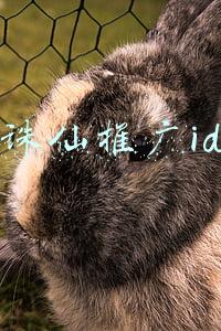 诛仙推广id