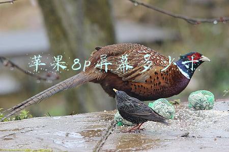 苹果8p屏幕多少寸