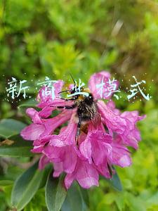 新商业模式