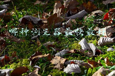 哪种浏览器最快最好