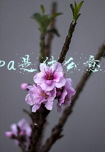 路由器wpa是什么意思(分享｜什么是WPA3？更安全的Wi-Fi)