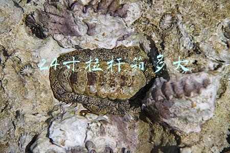 24寸拉杆箱多大