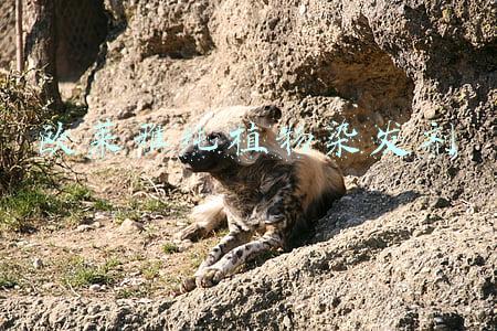 欧莱雅天然植物染发剂(妆闻天下日报：欧莱雅推出首个全植物配方染发剂/以及更多)