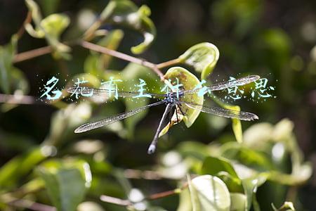 名花有主上一句是什么(《咏虎三叠 赠86版女友》)