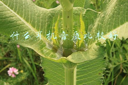 什么耳机音质比较好