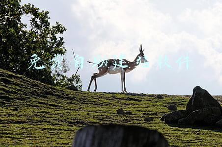 免费自助建站软件