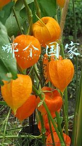tcl是那个国家的品牌(TCL全球产业布局 迈向全球领先)