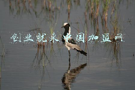 创业就来中国加盟网