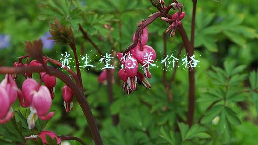 资生堂悠莱价格