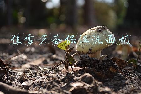 佳雪芦荟保湿洗面奶