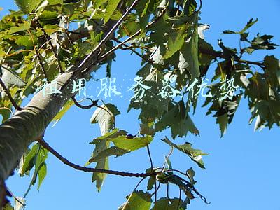 租服务器哪个好(网站租用是选择国内服务器还是国外服务器好？)
