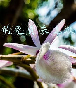 免费杀毒软件官方下载(D盾-Web查杀(webshell查杀)免费下载)