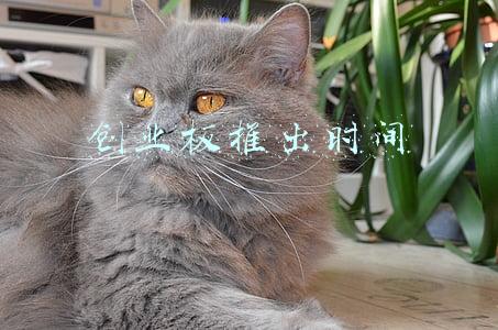 创业板注册制实施时间(创业板注册制大日子定了！8月24日开市，首发阵容“十八罗汉”敲定……您关心的都在这里)