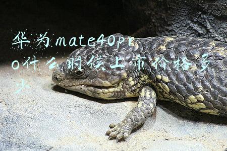 华为matep40pro什么时候上市价格多少(资讯丨4G版华为Mate 40 Pro开启秒杀，6099元起)