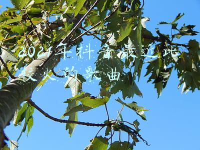 抖音最近比较火的歌曲(抖音催泪歌曲排行榜前十名2020 好听抖音十大催泪歌曲汇总)